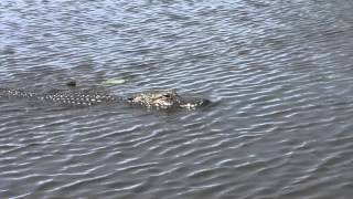 preview picture of video 'Everglades Holiday Park airboat ride and gator show, part 2.'