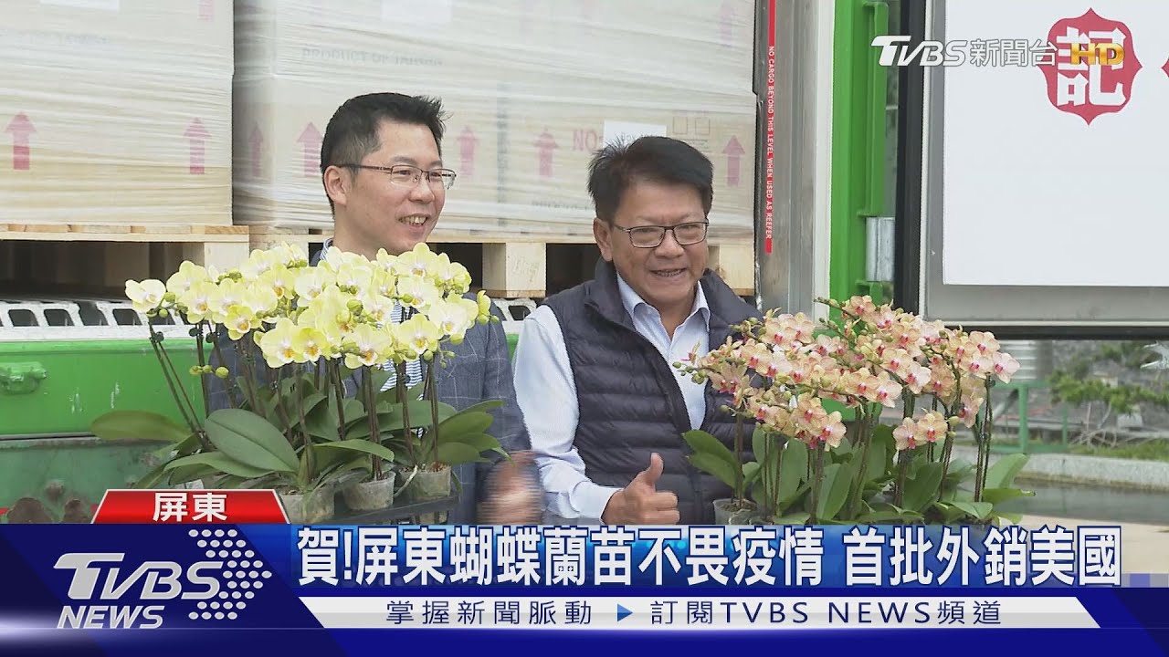 賀!屏東蝴蝶蘭苗不畏疫情 首批外銷美國