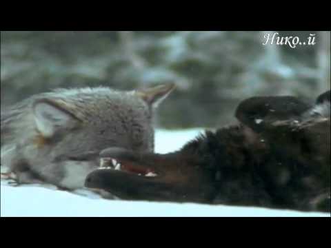 Nightwish - 7 Days to the Wolves (Превод)