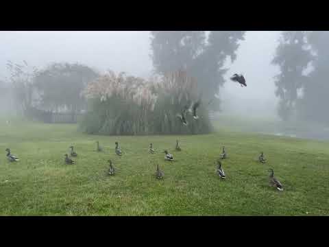 Foggy Morning Chicken Mallards