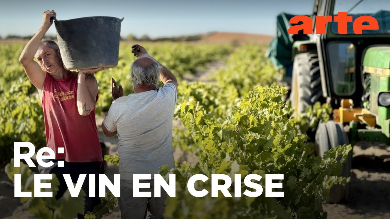 Le vin sans alcool au secours des vignerons | Reportage | ARTE Regards