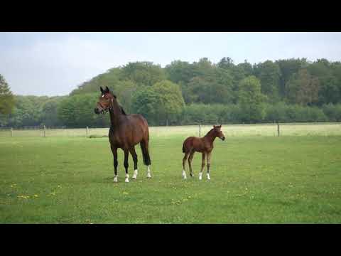 Stutfohlen von Benicio x Quaterback x Rohdiamant geboren am 20.4.2019 hier 1 Woche alt