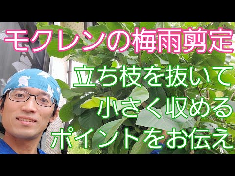 または庭にマグノリアを植えるアドバイスの推奨