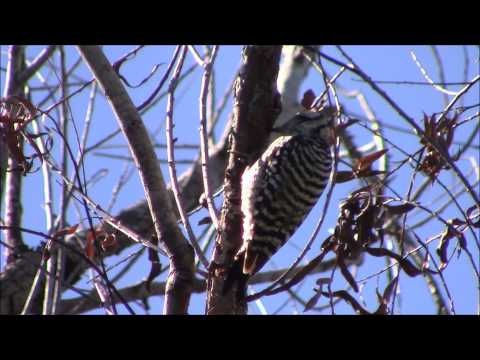 Ladder backed Woodpecker
