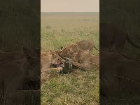 “A Moment of Survival: Lions and a Warthog in Maasai Mara | African Wildlife