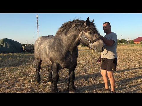 Armasarii lui Emil de la Girisu de Cris, Bihor - 2025 Nou!!!