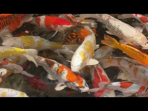 Ikarashi Ozumi Koi Farm Tategoi Filmed 27th January 2020