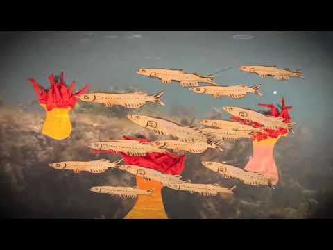 AFC - Gulf of Maine - INTERTIDAL