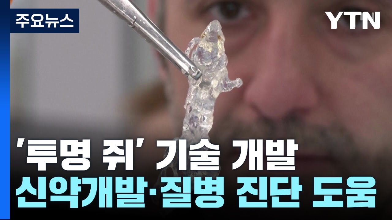 [과학 한스푼] 투명인간 아닌 '투명 쥐'...신약 테스트·질병 진단에 도움 / YTN