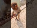 Aarti Ki Jay Hanuman Lala Ki