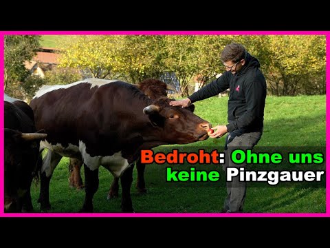 Hier kommt unser Rind her: Die Pinzgauer | Weidehaltung Rinder