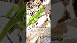 #green #lizard in St.Ann Jamaica 🇯🇲 #fruitsfidiyutes #reptiles #diy #fyp #farming