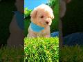 Maltipoo dogs for sale: TEDDY - Video 1