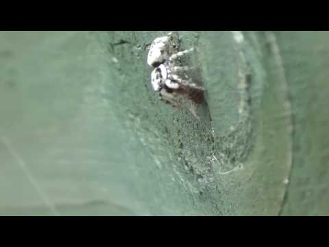 Skákavka pásavá (Salticus scenicus) — video o chove a starostlivosti