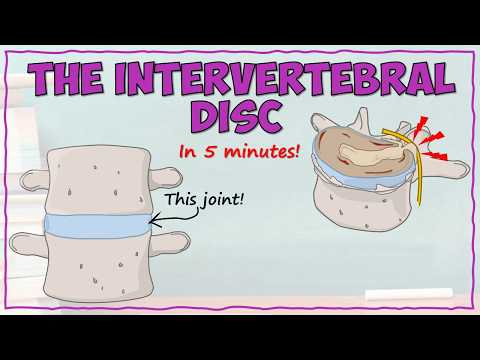 Intervertebral Disc