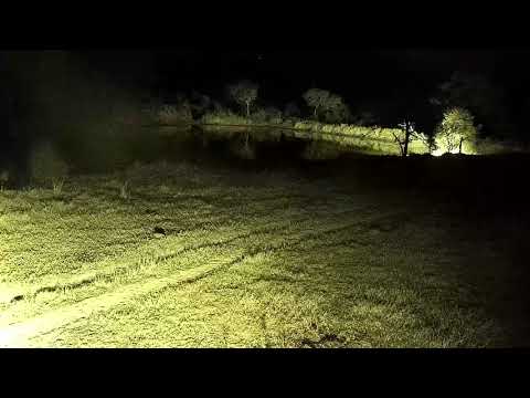 Djuma: Three Hyenas walk by - 19:01 - 07/12/21