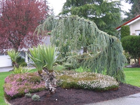 download lagu mp3 mp4 Weeping Fir Tree, download lagu Weeping Fir Tree gratis, unduh video klip Weeping Fir Tree