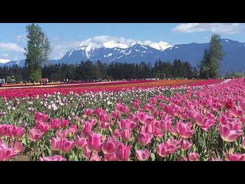 BC, Canada, Chilliwack Biggest Tulip Festival! 郁金香,探索之旅! 発見の旅! Video