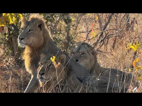 Plains camp males, Nkuhuma male and Talamati male, Nkuhuma Breakaway young male, Older kambula males