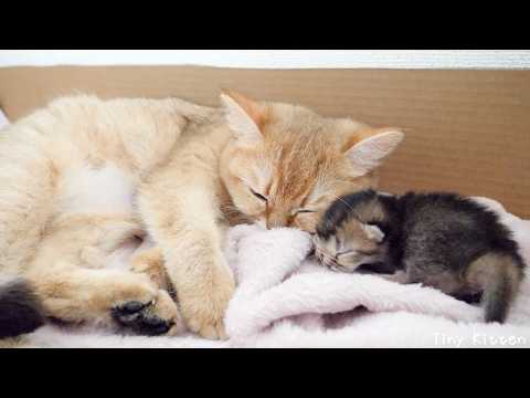 YouTube 썸네일