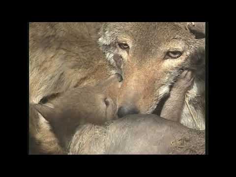 Волк луговой - Canis latrans – Койот - Сoyote