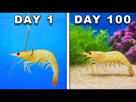 Keeping Bait Shop Shrimp as Pets