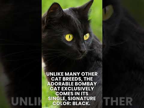 The Black Bombay Cat
