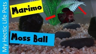 Aquarium Plants 101, The Easiest Aquarium Plant, The Marimo Moss Ball