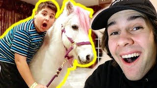 SURPRISING LITTLE BROTHER WITH A PONY!!