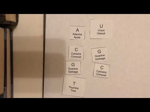 DNA/RNA/Protein Synthesis