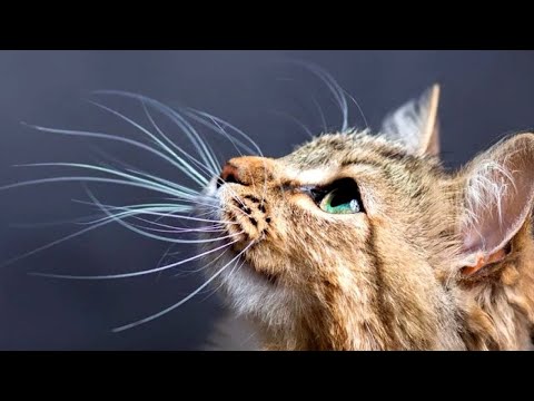 What Do Cats Use Their Whiskers For?