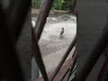Tak Ngintip Sek Yo Soal E Aq Betina Bandit Cat Kucingbelangtiga Videoshort