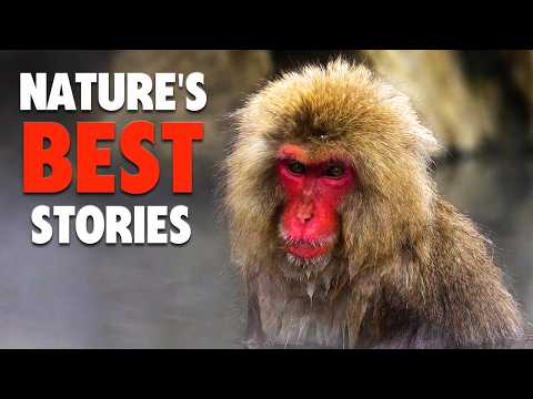 這些動物證明大自然太神奇了！ (These Animals Prove That Nature Is Amazing)