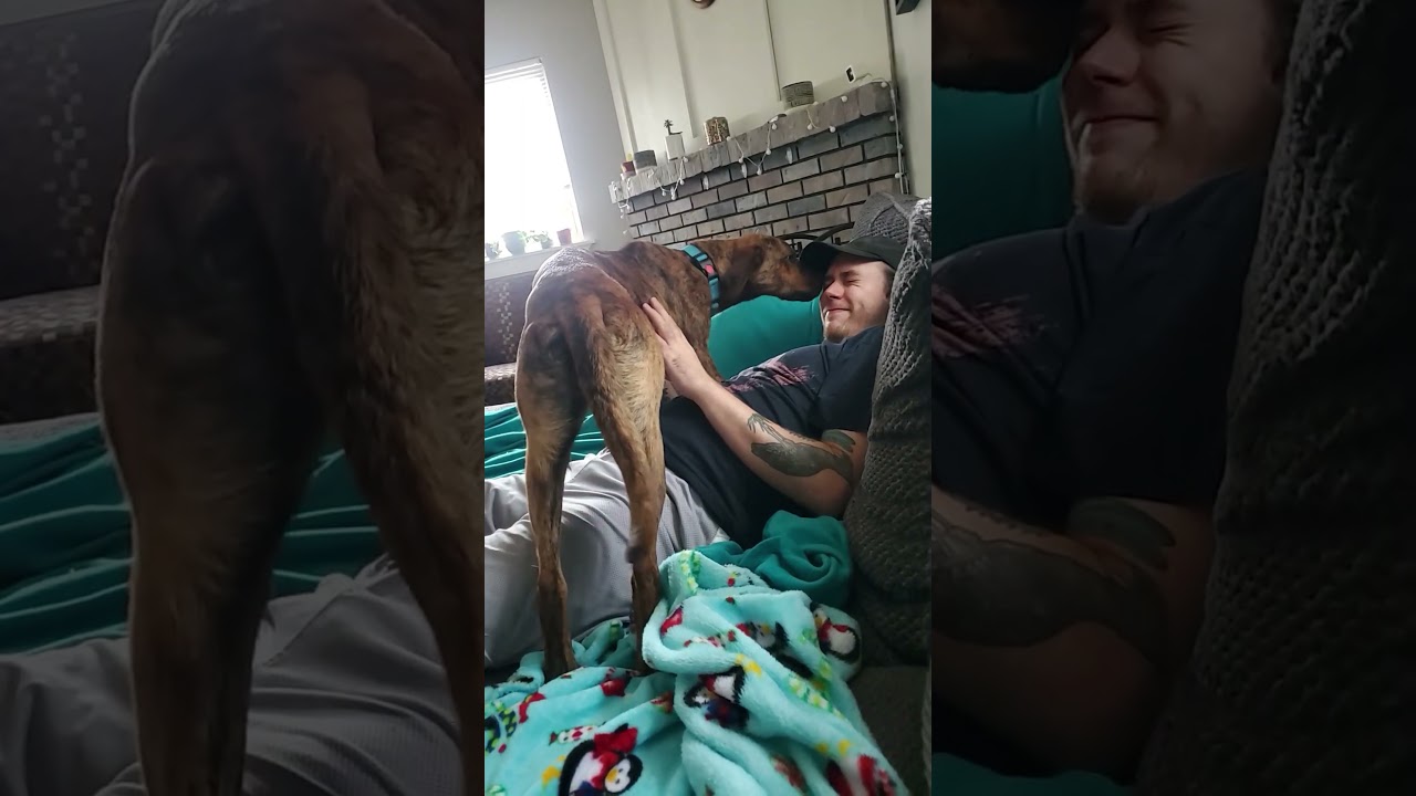 Enlarge Della, a Adoptable mixed breed in House Springs, MO video 6/6