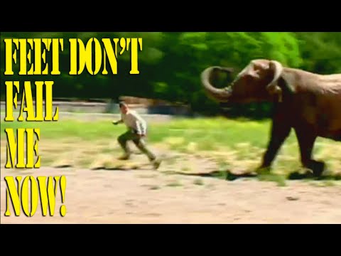 CAMERA SHY ELEPHANT ATTACKS TV HOST!