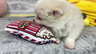 ハーフ犬の動画01