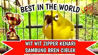 Download lagu Masteran pleci nembak sejalur wit wit zipper kenari sambung bren ciblek panjang mp3