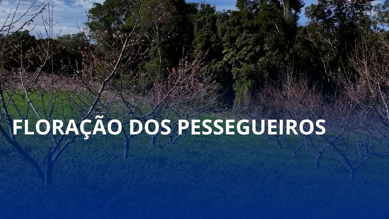 Floração dos pessegueiros