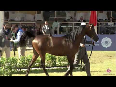N.175 LUCCIANO - 2020 PSAIAHF Al Khalediah Show - Colts 2 Years Old (Class 5)