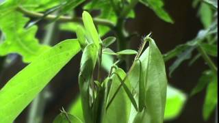 "Dancing Grass" Listening/Dancing To "Hang Out Again" By Jeffs Trippin Out