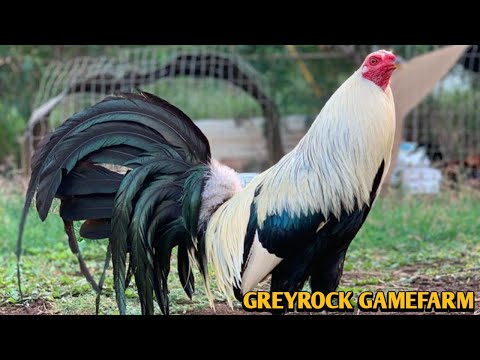 Chocolate Grey Roundhead Kelso - GREY ROCK FARM