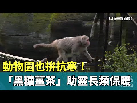 動物園也拚抗寒！　「黑糖薑茶」助靈長類保暖