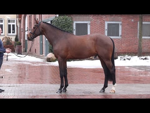 Ogano *2012 by Ogano Sitte x Diarado | Sosath Stallion Show 2022