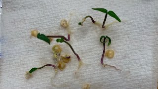 Paper Towel Method for Germination of Pepper Seeds (and most other veggie seeds)