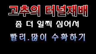 [텃밭농부.982]  고추의 터널재배. 조금 일찍 심어서 빨리 수확하고 많이 수확하기