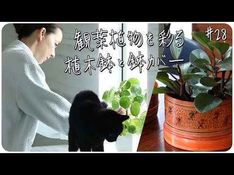 インドアホップ 植物