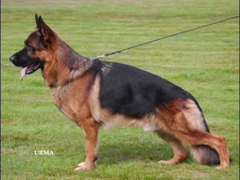 BOJAN VOM PENDLER - HISTORIAS DE SANGRE - EDUARDO DURAN HAEDO