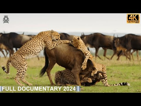 WILD SERENGETI | A Battle for Life in Africa’s Wildest Plains | Animal documentary