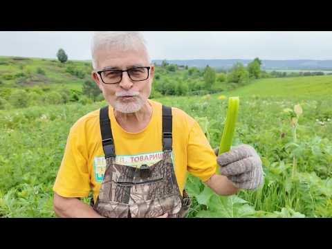 Вперёд, товарищи! На дачу! Выпуск от 09.06.26