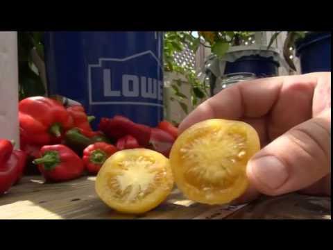 ⟹ Wapsipinicon Peach, Solanum lycopersicum, Tomato, TASTE TEST AND REVIEW, FUZZY #TOMATO